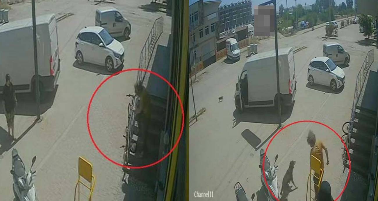 Antalya’da yabancı uyruklu şahıs kedinin üzerine bastı, köpeği tekmeledi