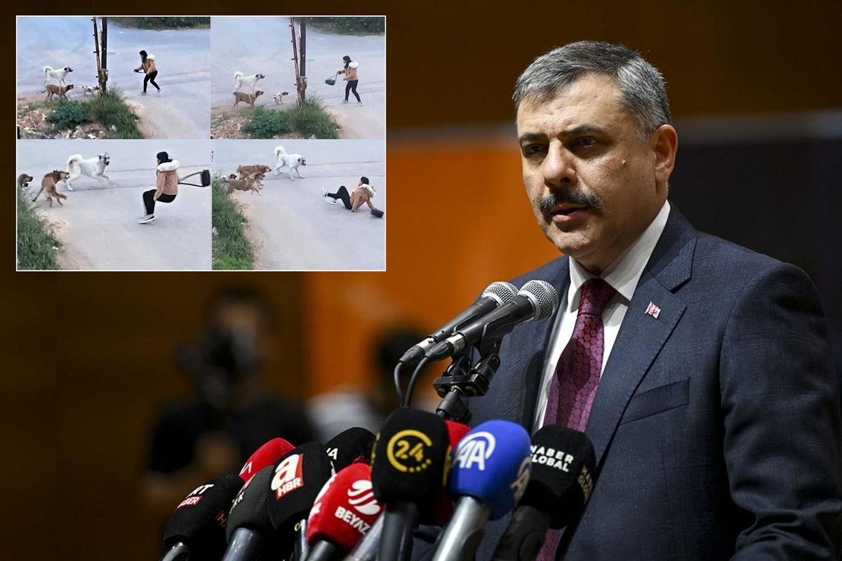 Bakan Çiftçi, yılbaşına kadar süre istedi: Sokak köpeklerinin hepsini barınaklara toplatacağım