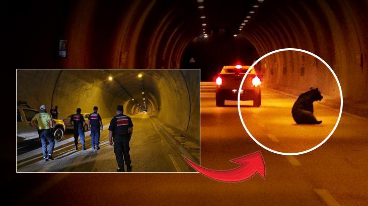 Film değil gerçek! Karabük'te tünele giren ayı tüneli birbirine kattı