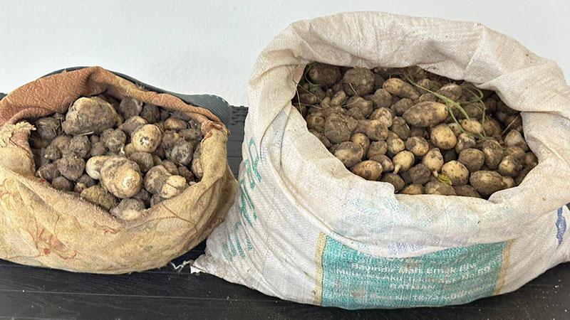 Tunceli’de izinsiz 31 kilo salep yumrusu toplayan 3 kişiye 2 milyon TL ceza