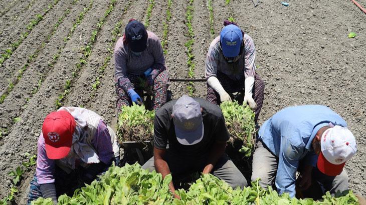Yargıtay'dan çalışanları ilgilendiren emsal karar: Tarım işçilerine tazminat müjdesi
