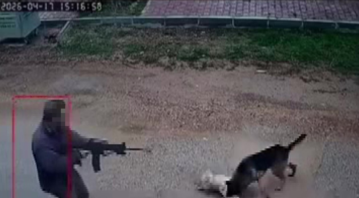 Kavga eden sokak köpeklerine tüfekle ateş edip bir köpeği öldürdü